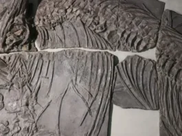 unikatowe-plyty-z-jurajskimi-skamienialosciami-w-centrum-edukacji-przyrodniczej-uj
